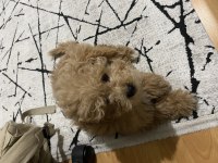 Maltipoo bebek