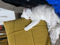 Prenses british shorthair kendine yeni yuva arıyor