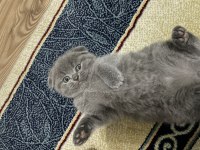 60 günlük scottish fold