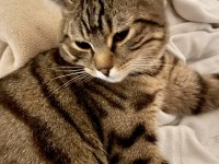 British Shorthair Tekir kırması 8 aylık erkek kedim