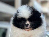 Show kalite pomeranian boo yavrularımız