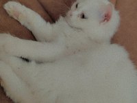 kedi İlanı persian