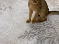HABEŞ KEDİSİ 4 AYLIK