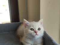 Yavru cins british shorthair uygun puanlı
