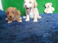 Muhteşem Maltipoo Minikler