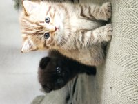 British tabby Dünyalar tatlısı