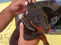 Doberman Yavrular 19/05 Doğumlu Cipli Karneli