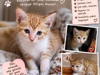 Minik Sarman Kedimize Sevgi Dolu Bir Yuva Arıyoruz
