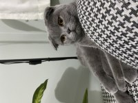 Ücretsiz sahiplendirilecek scottish fold