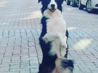 Border collie yavru