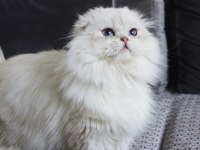 BEYAZ ASLAN YENİ YUVASINA KAVUŞMAYI BEKLİYOR