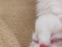 Yavrularımız veteriner bakımlıdır exotic shorthair