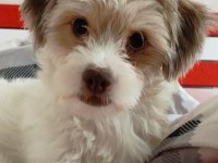 Ücretsiz sahiplendirme maltese terrier