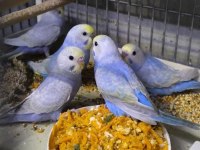 Rainbow muhabbet kuşu yeni yeme düşmüş yavrular