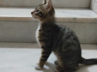 Sokakta kalmış yavru tekir