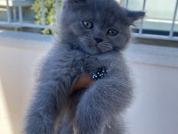 2 aylık british shorthair bebekler