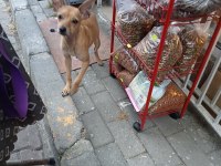 9 aylık dişi pinscher