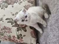 Çok tatlış british longhair kediler