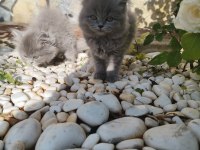 Sahiplendirme erkek ve dişi british shorthair