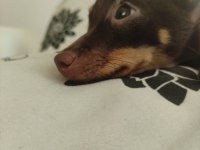 1.5 yaşında dişi pinscher