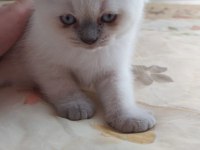 1.5 aylik safkan scottish fold blue point yavrularimiz