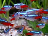 Dört adet sağlıklı Neon Tetra