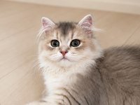 British Longhair Ay25 Erkek