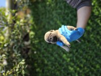 MUHTEŞEM PUG MOBS YAVRULARIMIZ