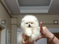 Sevimli hayalet Casper 2,5 aylık