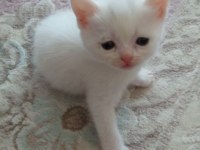 Renk Renk British Shorthair Erkek ve Dişi Yavrular (uygun)