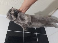 Female Scottish Fold For Free Adoption