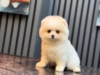 Ayıcık Surat Pomeranian Boo Bebekler