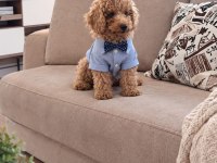 Kucuk Yakisiklı Poodle