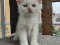 Yavru cins kedi uygun puanlı