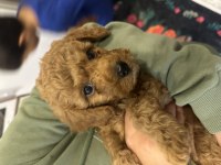 SEVİMLİ TOY POODLE YAVRUMUZ