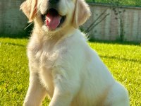 Baby Face Golden Yavruları 