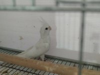 Albino 2 Aylık Yavru Sultan Papağanı