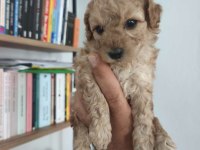 Maltipoo Bebekler