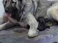 Safkan ırk garantili kafkas çoban yavruları
