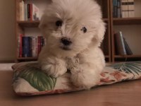 Yavru Köpek Maltese Terrier 0 Acil Yuva Aranıyor