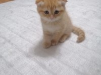 Scottish fold erkek yavrumuz mama ve tuvalet eğitimi tamam