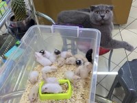 PETSHOP lara hamster ÇIKIŞ NOKTASI