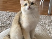 Safkan British Shorthair Golden erkek yavru