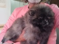 Orijinal pomeranian boo