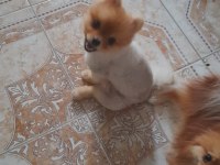 Oğluma benim kadar iyi bakabilecek birini arıyorum köpeğime