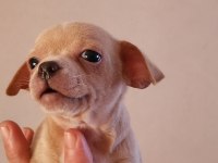 Orijinal elma kafa chihuahua yavruları bir dişi bir erkek