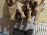 Golden retriever yavruları