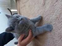 British Yavru Kediler