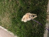 8 aylık pomeranian