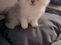 British longhair 58 günlük yavru